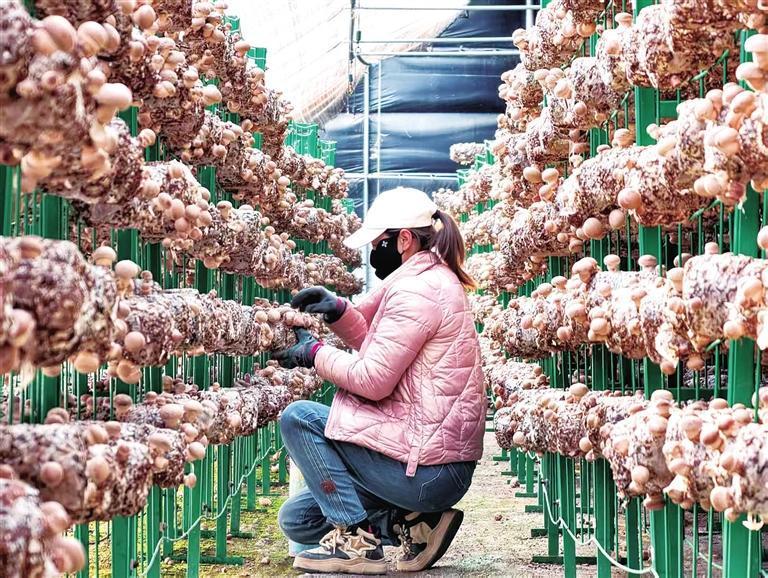 眼下，兰州新区现代农业双创基地温室大棚的香菇迎来大丰收，优质香菇产销两旺，颇受消费者青睐。图为工人采摘香菇。兰州新区报记者　崔盛政　摄