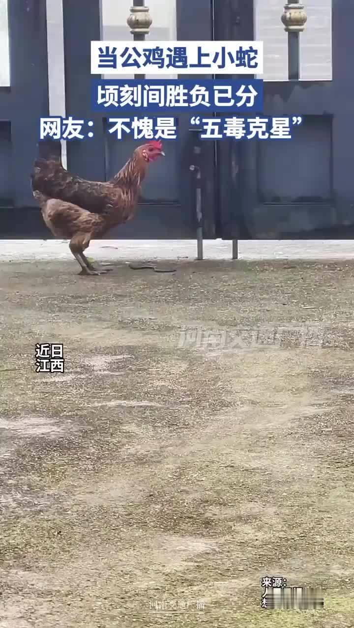 公鸡遇上小蛇顷刻间胜负已分