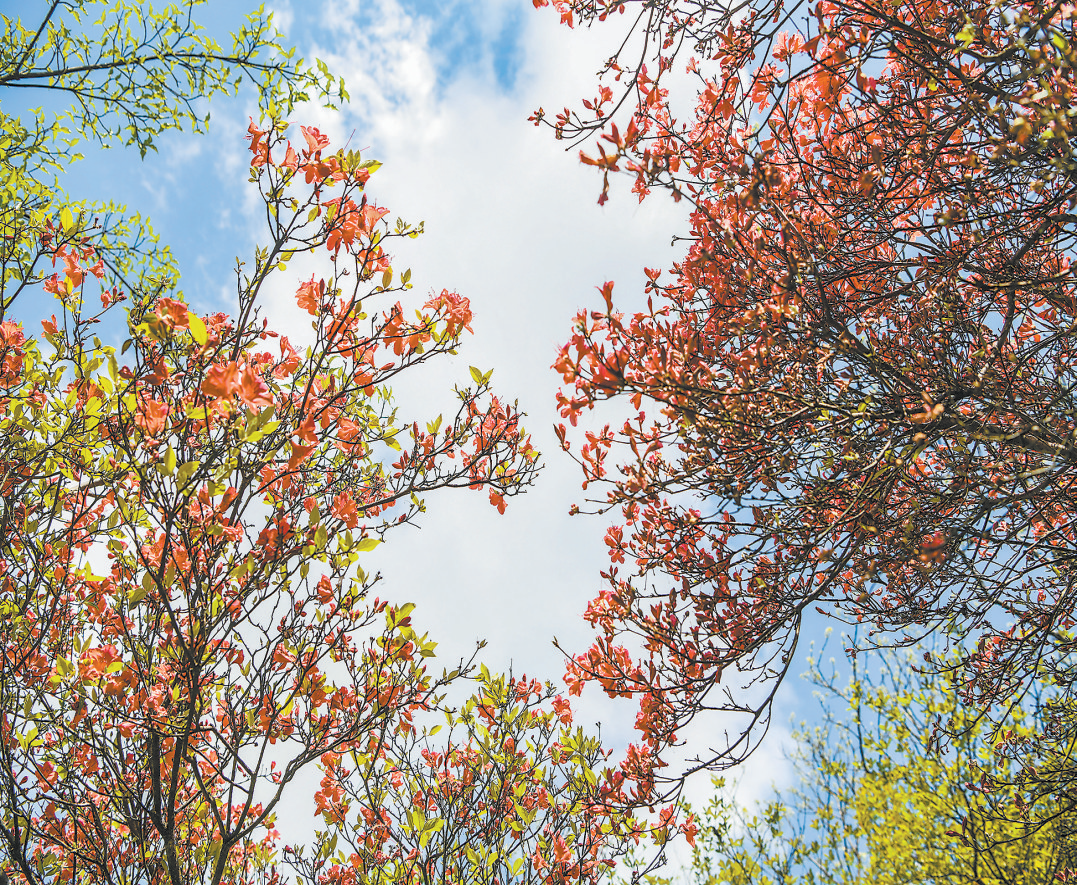 惊艳！抚州芙蓉山上，漫山遍野映山红开了