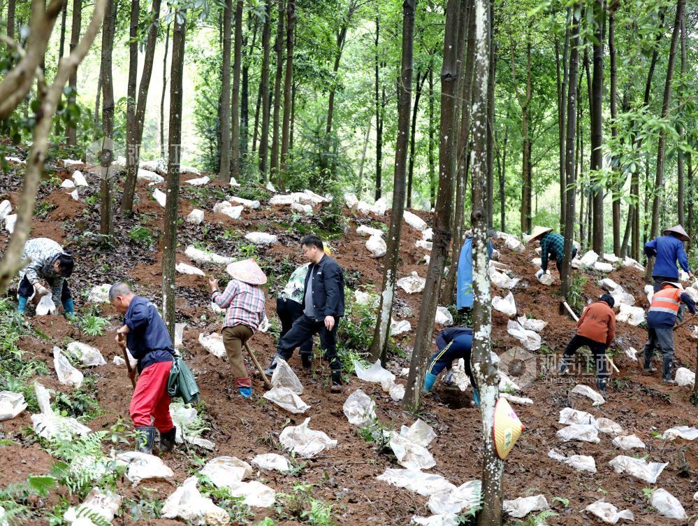 江西分宜：灵芝栽种忙（图）
