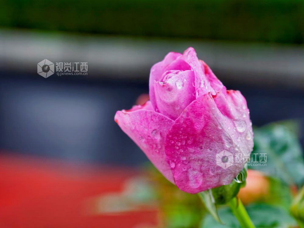 江西分宜：雨中月季盛放 繁花扮靓广场（图）