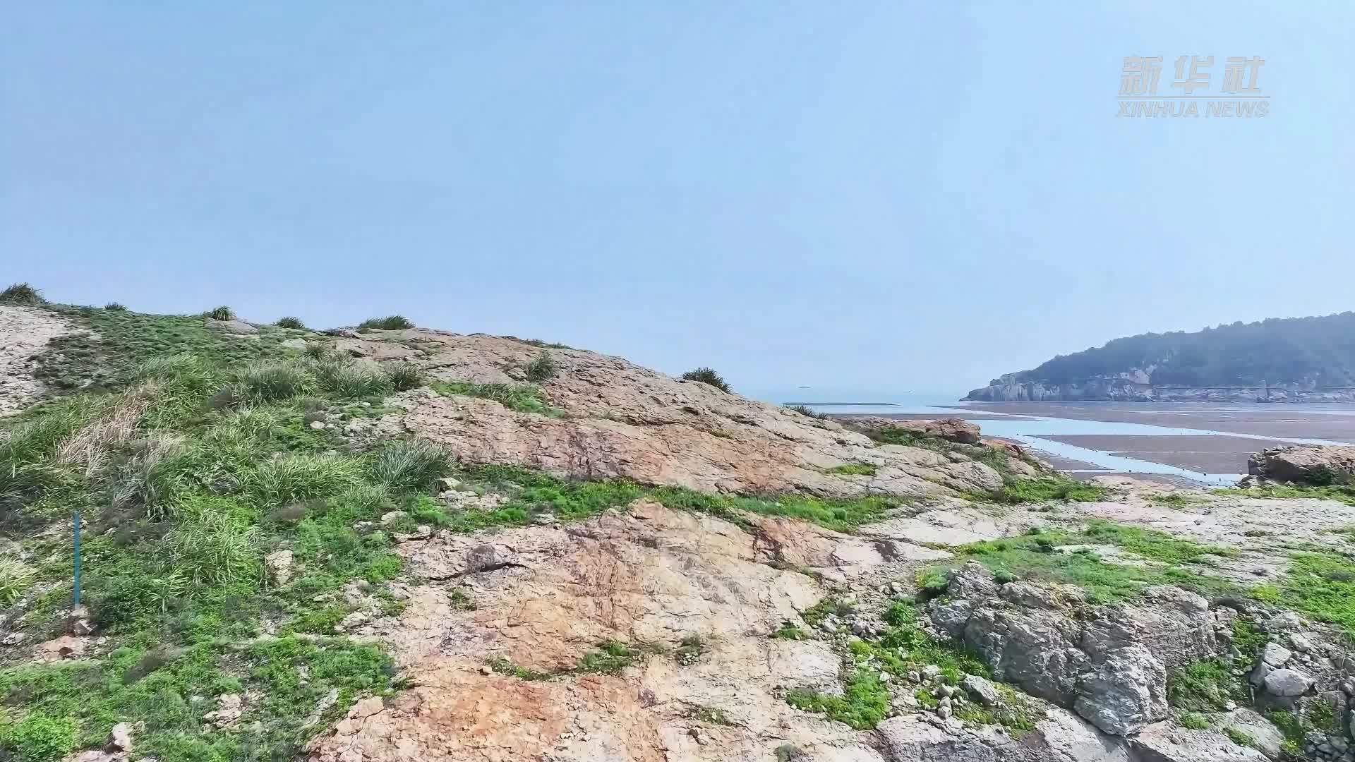 浙江洞头：万亩羊栖菜喜迎丰收