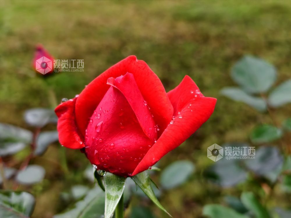 江西分宜：雨中月季盛放 繁花扮靓广场（图）