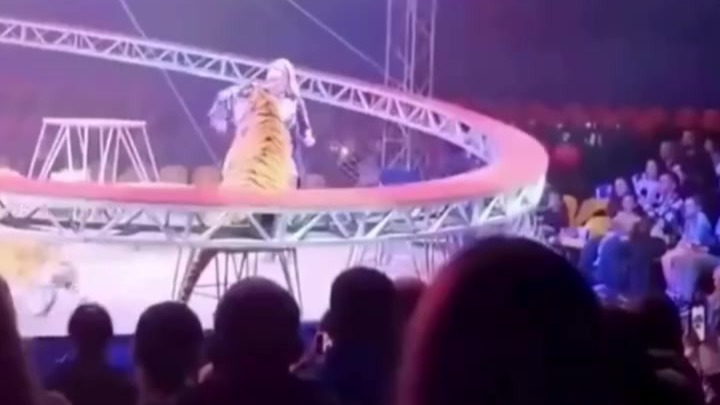 俄罗斯马戏团表演上一只老虎翻越围栏跳入观众席，有人尖叫逃离，有人坐着一脸淡定