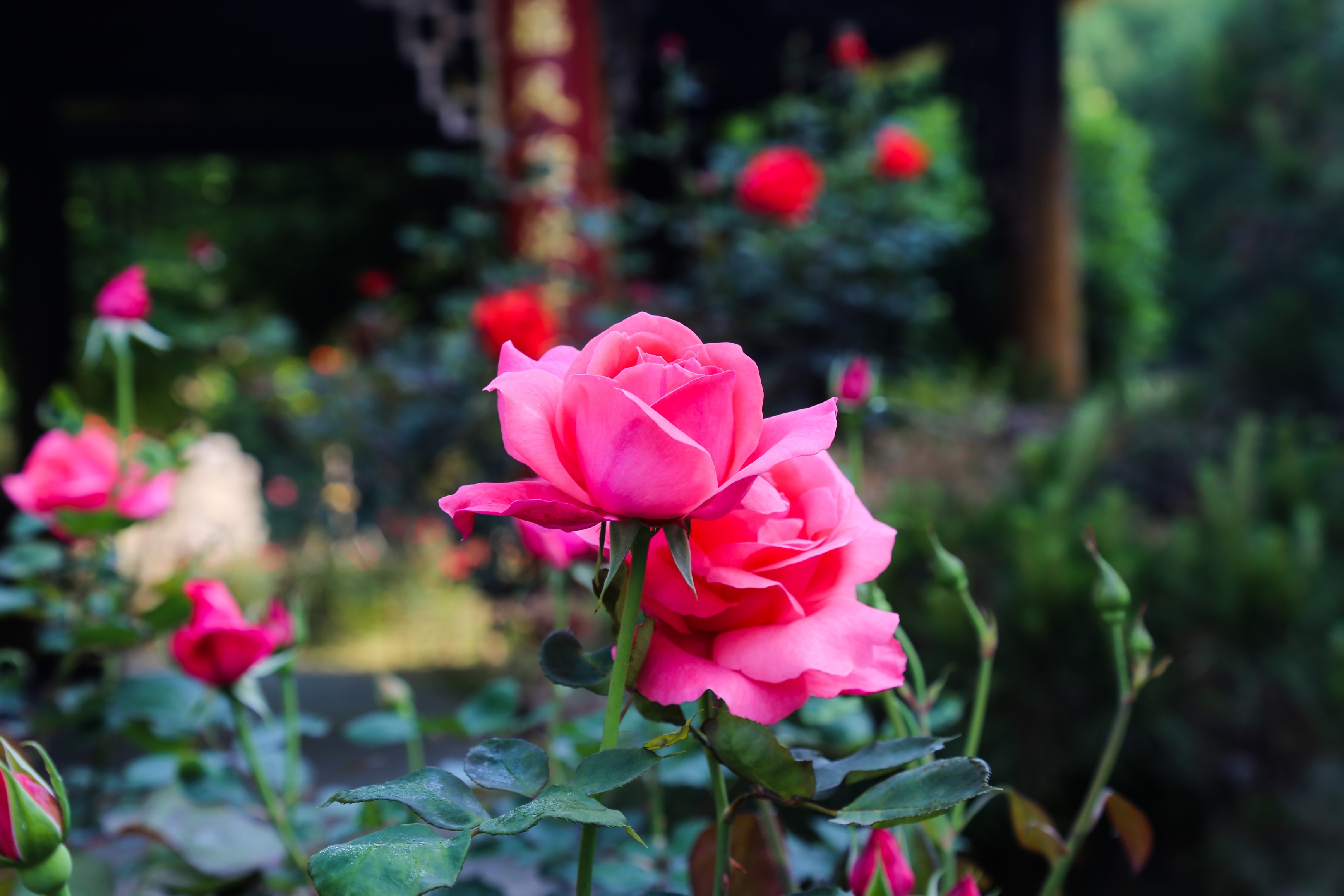 花漾东湖  落雁玫瑰园惊艳整个春天