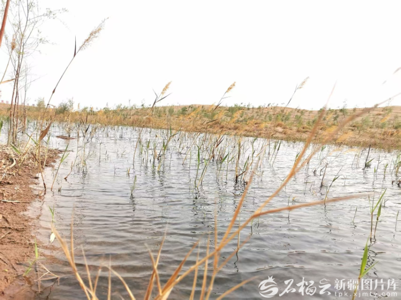 4月17日,莎车县中水库浇灌的沙漠,形成了一片湿地。天山网-新疆日报记者 曹华摄