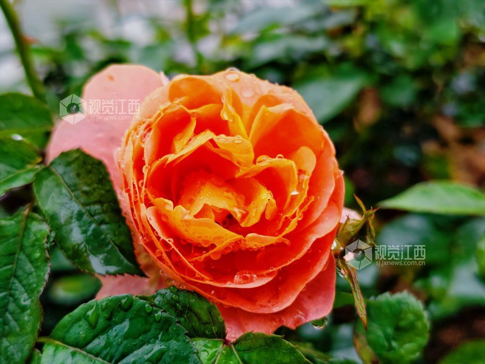 江西分宜：雨中月季盛放 繁花扮靓广场（图）