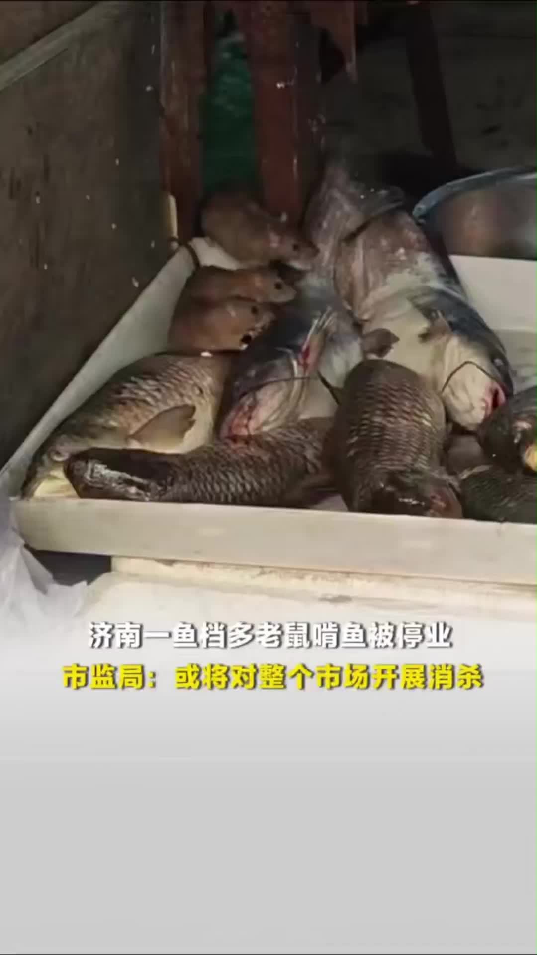 济南一鱼档被拍到多只老鼠啃鱼，市监局：或将对整个市场开展消杀