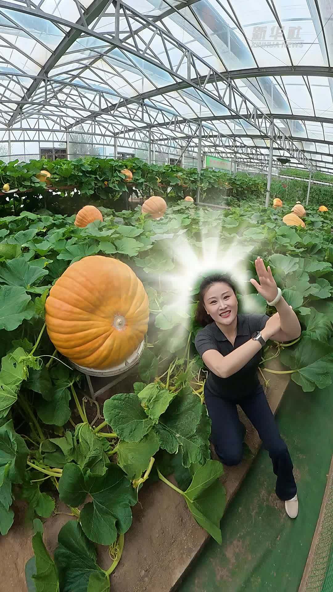 秀我中国｜菜博会上，和“新农人”解锁种菜新花样