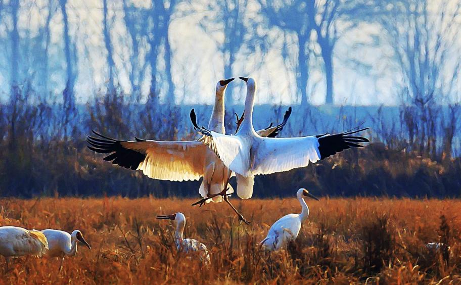 白鹤用翅膀选择了中国 ——余艳六年追鹤的生命书写