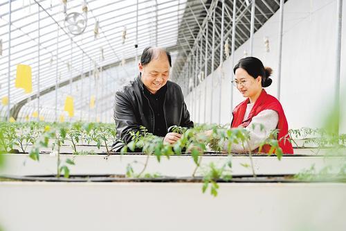 近日，衡水市冀州区科芯（衡水）生态智慧农场温室内，西午村党支部书记吕树新（左）和技术人员查看番茄长势，并了解企业需求。本报记者 焦 磊摄