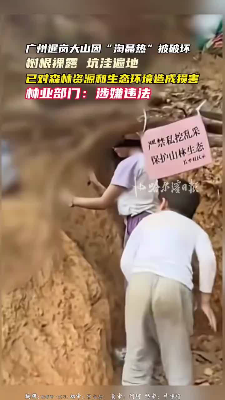 广州暹岗大山遭遇“淘晶热”！多人挖水晶致树底被掏空，广州多部门介入：已到现场勘查