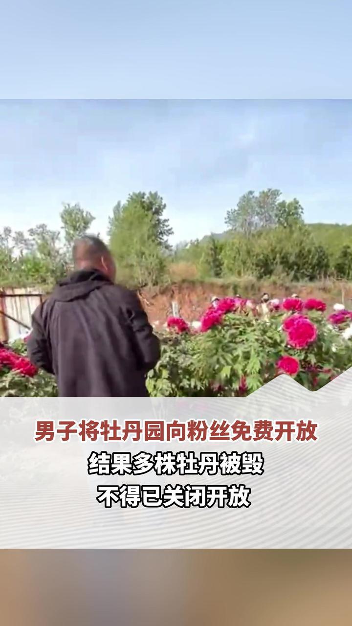 男子将牡丹园向粉丝免费开放 结果多株牡丹被毁 不得已关闭开放