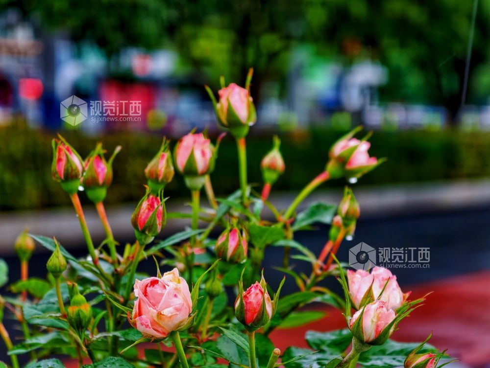 江西分宜：雨中月季盛放 繁花扮靓广场（图）