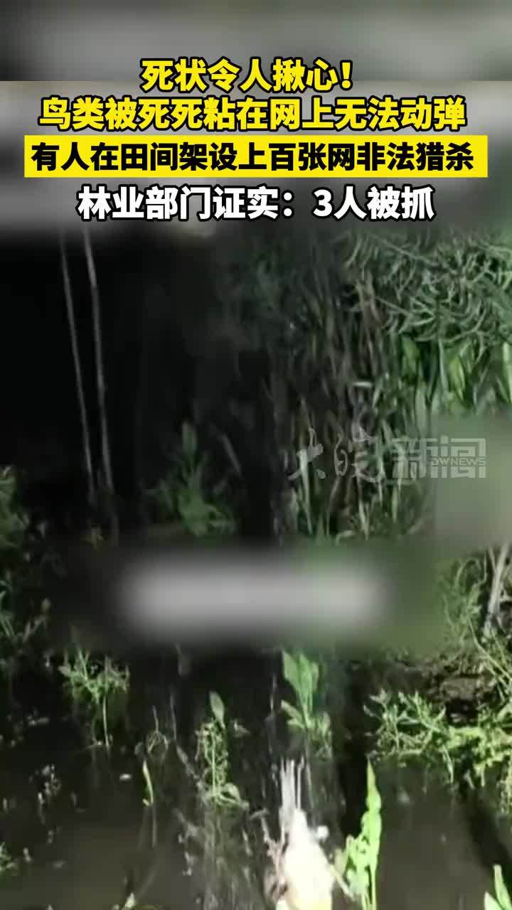 死状令人揪心!鸟类被死死粘在网上无法动弹 有人在田间架设上百张网非法猎杀 林业部门证实:3人被抓_凤凰网视频_凤凰网