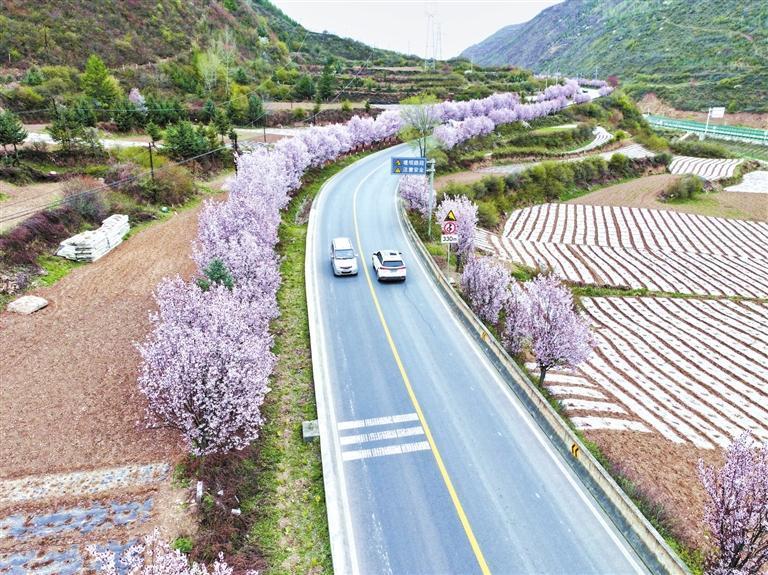 近日，宕昌县南河镇境内的212国道沿途迎来春日盛景，公路两边的紫叶李花竞相绽放，车辆穿梭在花海中，与烂漫繁花相映成趣。本报记者　刘辉　摄