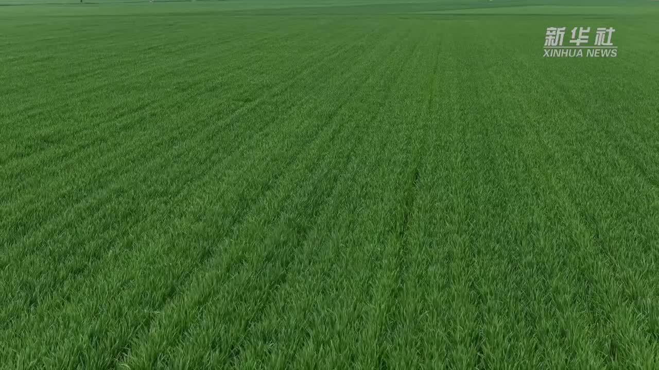 山东济宁：抢抓春管关键期 科技助力小麦促弱转壮