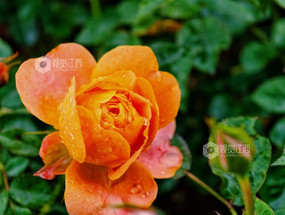 江西分宜：雨中月季盛放 繁花扮靓广场（图）
