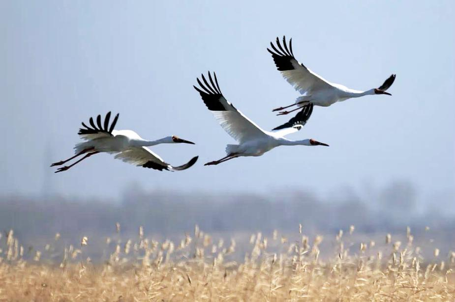 白鹤用翅膀选择了中国 ——余艳六年追鹤的生命书写