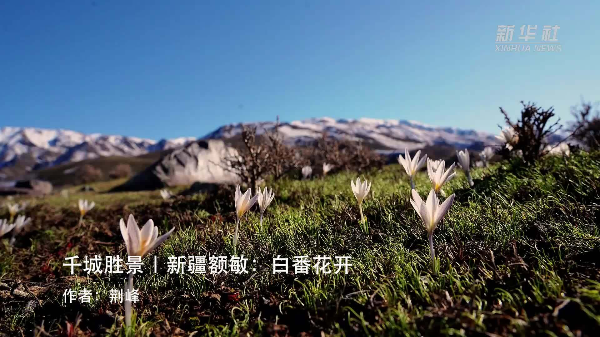 千城胜景｜新疆额敏：白番花开