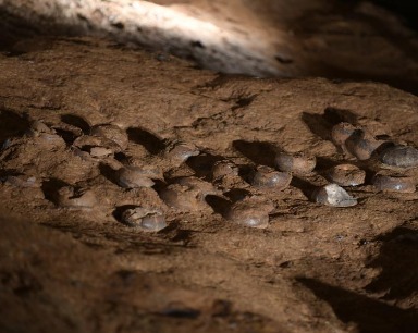 超大规模恐龙蛋化石群穿上“纳米防护服”