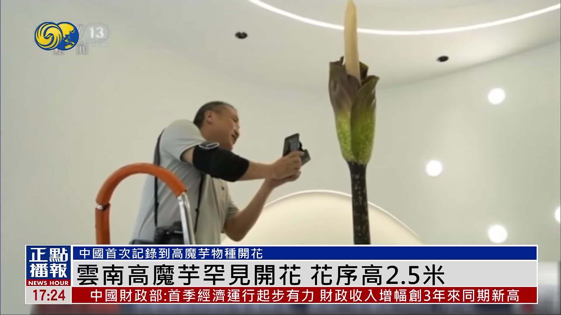 云南高魔芋罕见开花 花序高2.5米