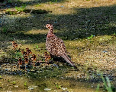 珍贵影像！刷新湖北野外育雏成活记录