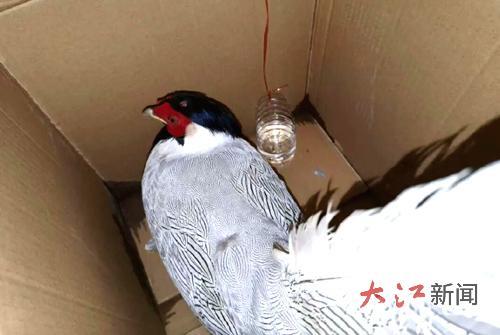 纸箱内受伤的白鹇