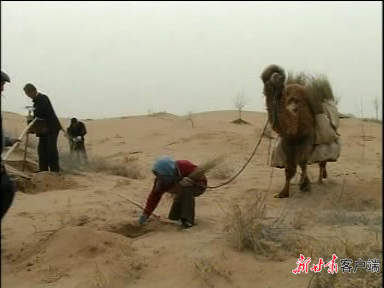 栽种苗木　王银吉供图