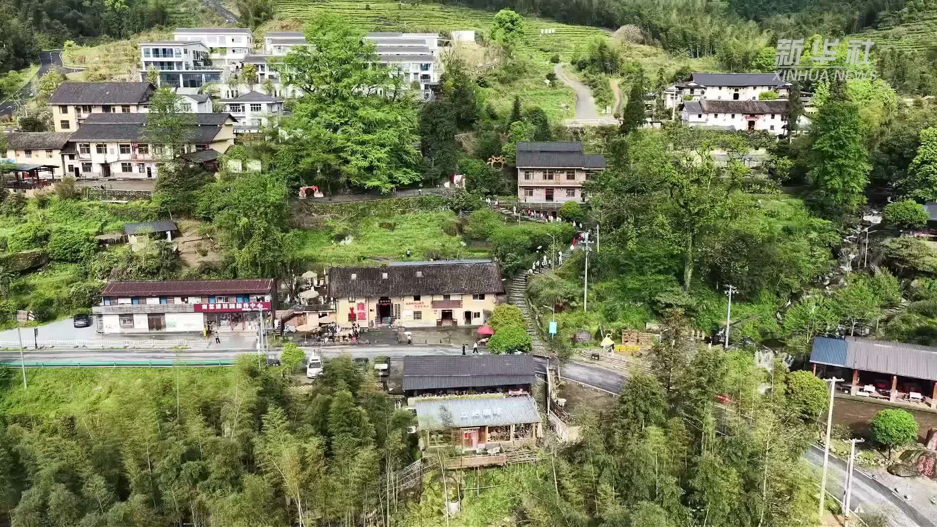 江西宜春：茶香漫山野 匠心润春色