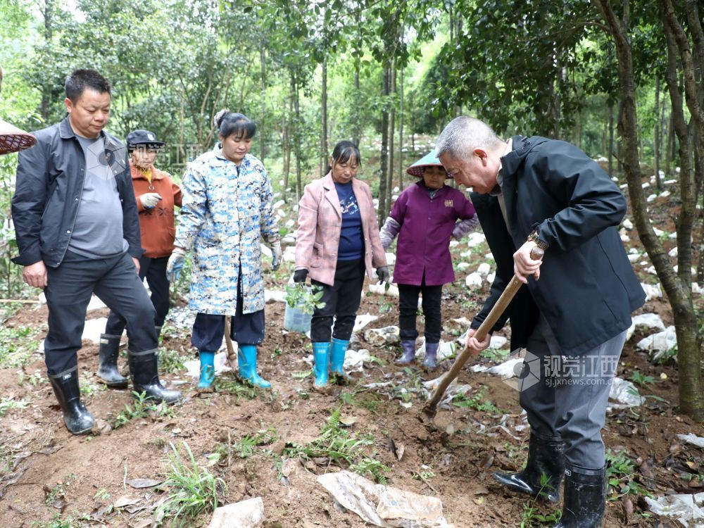 江西分宜：灵芝栽种忙（图）