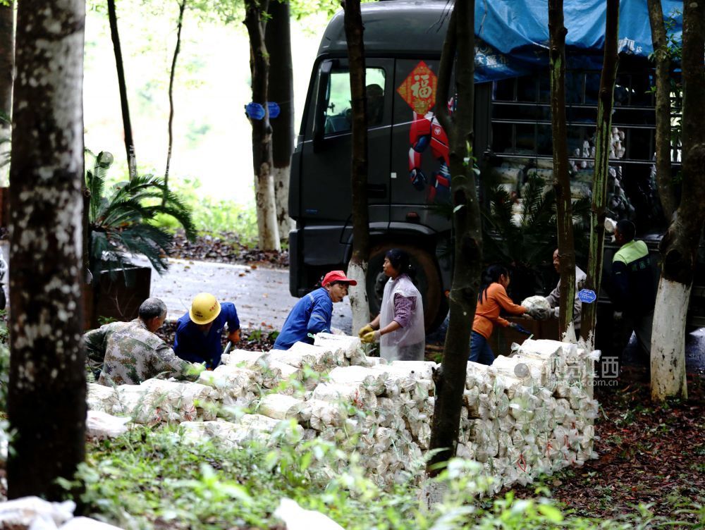 江西分宜：灵芝栽种忙（图）