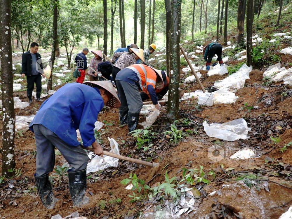 江西分宜：灵芝栽种忙（图）