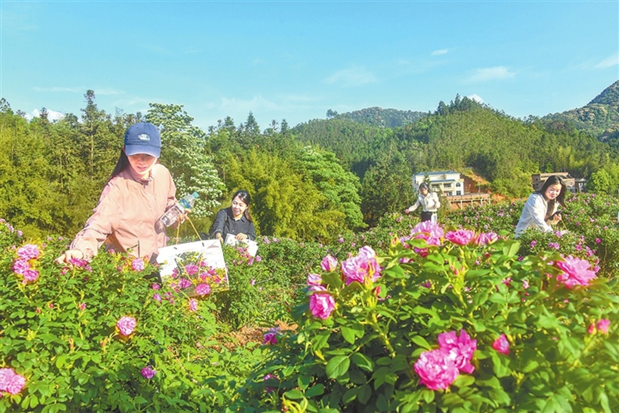 定南县：玫瑰花开引客来（图）