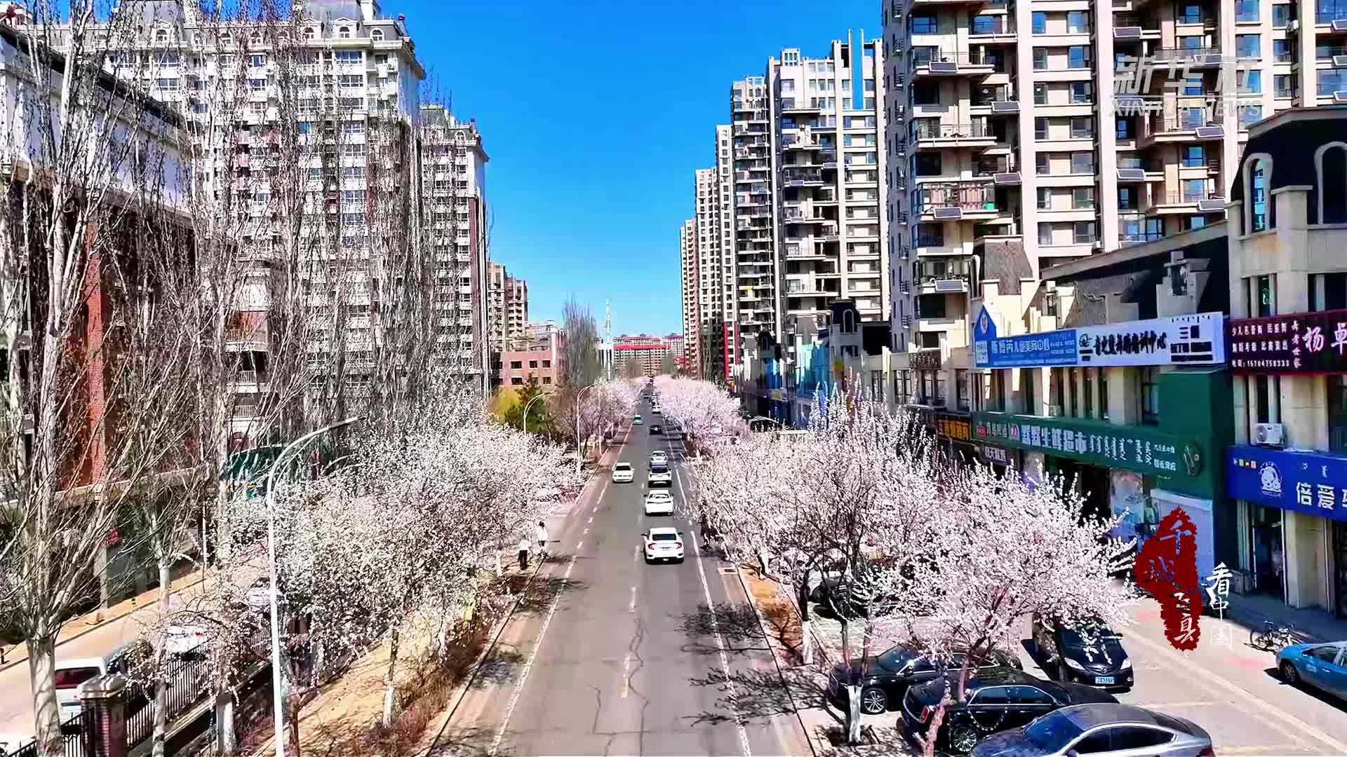 千城百县看中国·赏花季｜内蒙古通辽：桃花灼灼 春色满街