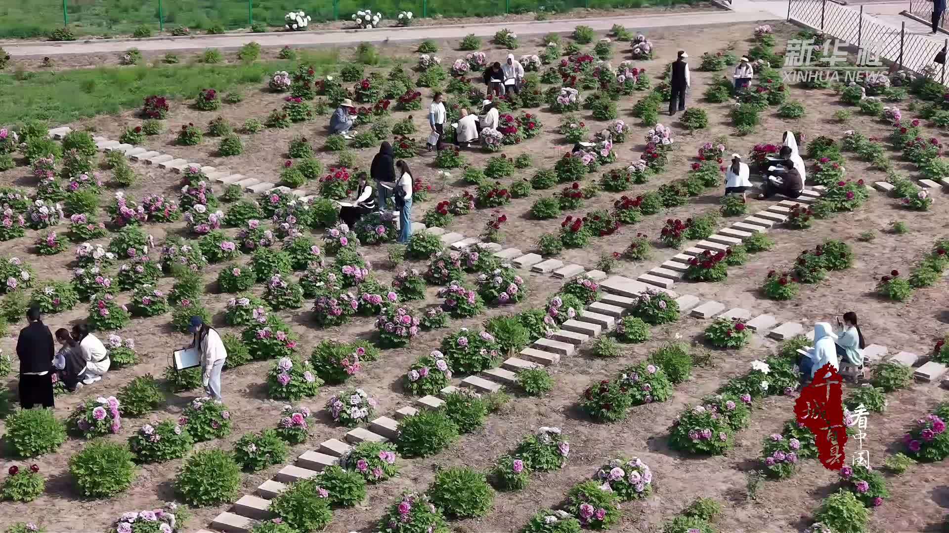 千城百县看中国·赏花季｜山东巨野：牡丹盛开 工笔凝芳