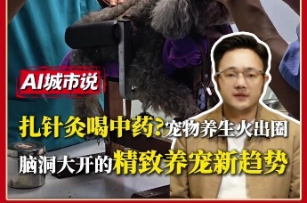 扎针灸喝中药？宠物养生火出圈，脑洞大开的精致养宠新趋势