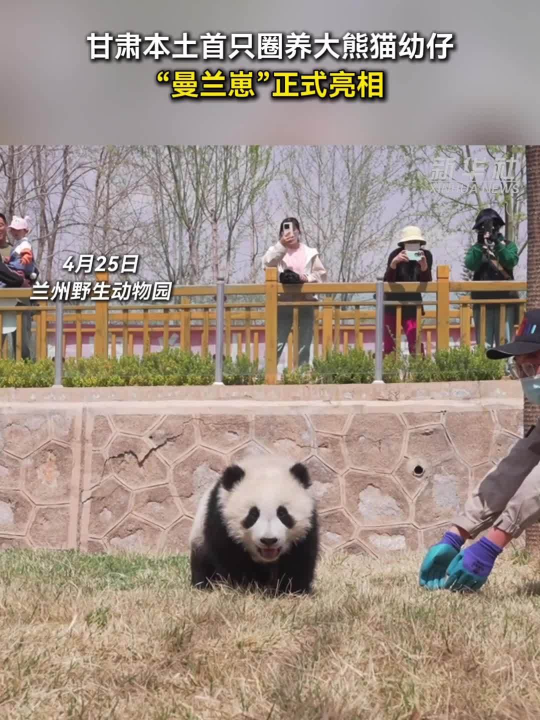 秀我中国｜甘肃本土首只圈养大熊猫幼仔“曼兰崽”正式亮相