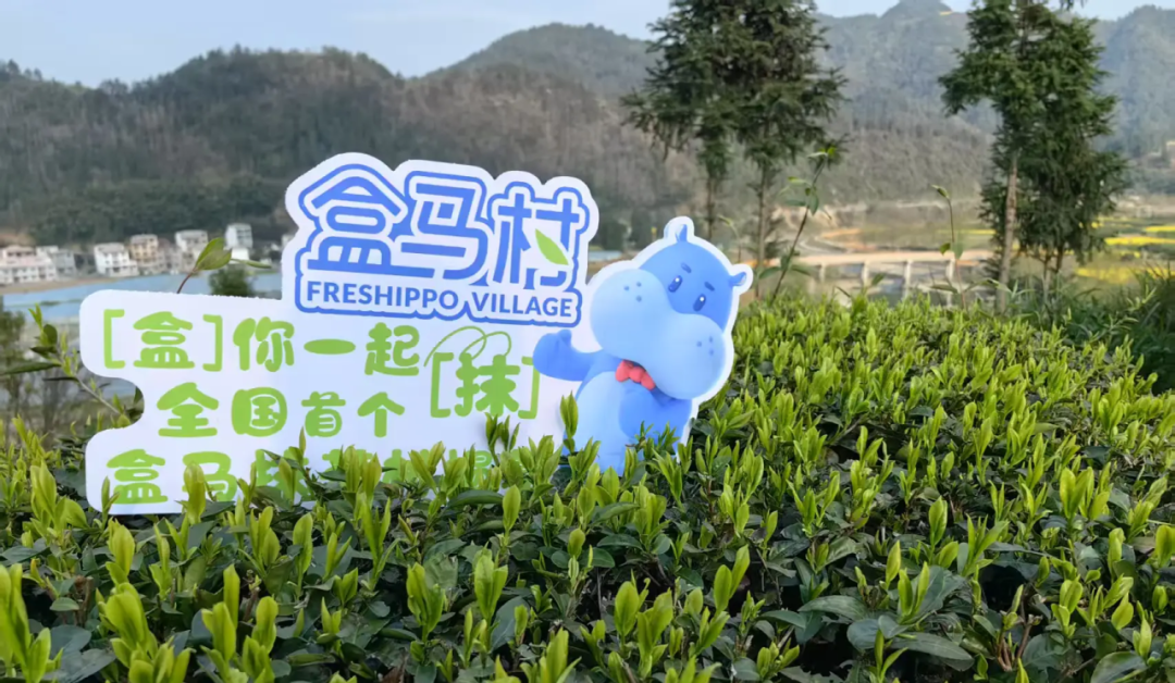 爆火的盒马抹茶烘焙:在最卷的赛道,做一份“慢”生意