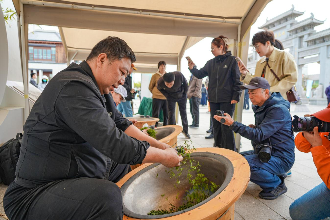 青岛西海岸新区“南茶北引”70年暨海青茶谷雨开采仪式启幕