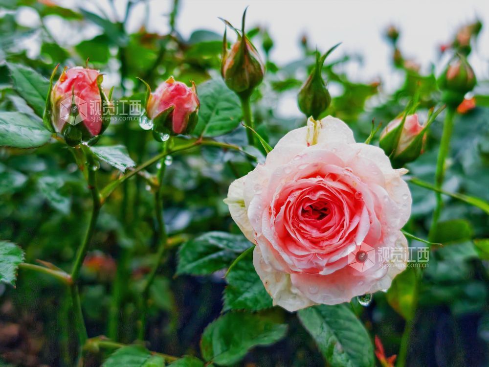 江西分宜：雨中月季盛放 繁花扮靓广场（图）