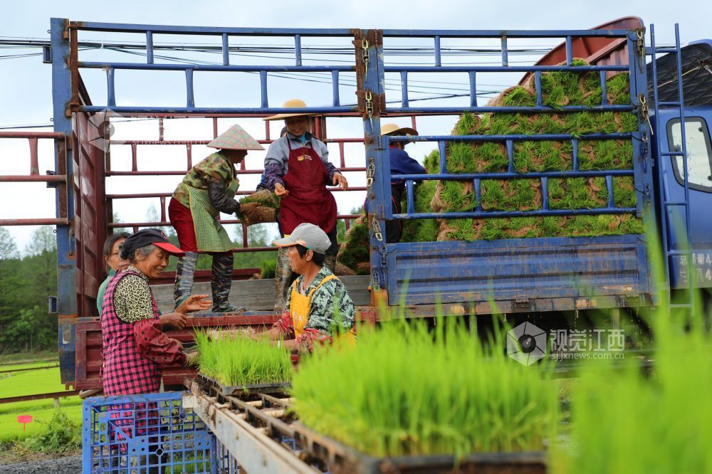 2026年4月23日，江西省吉安市泰和县嘉农惠农机专业合作社工厂化早稻育秧基地，农民正在装运起获的早稻秧苗。