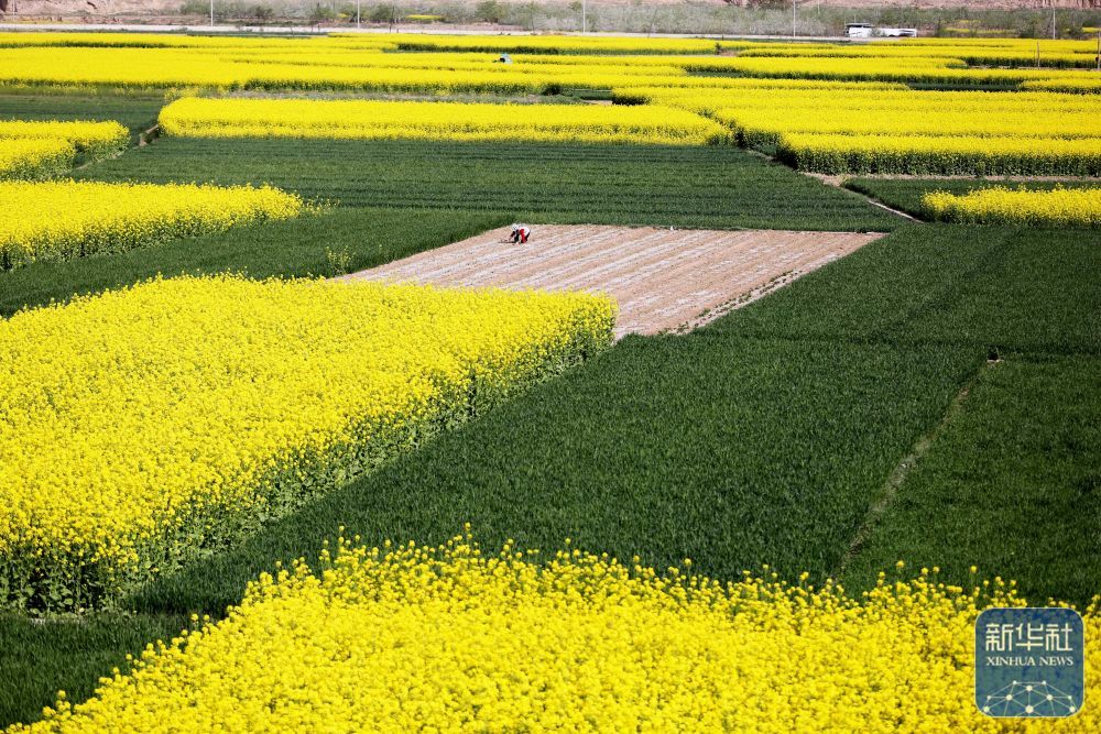 4月24日，村民在甘肃省天水市武山县境内的油菜花田旁劳作。