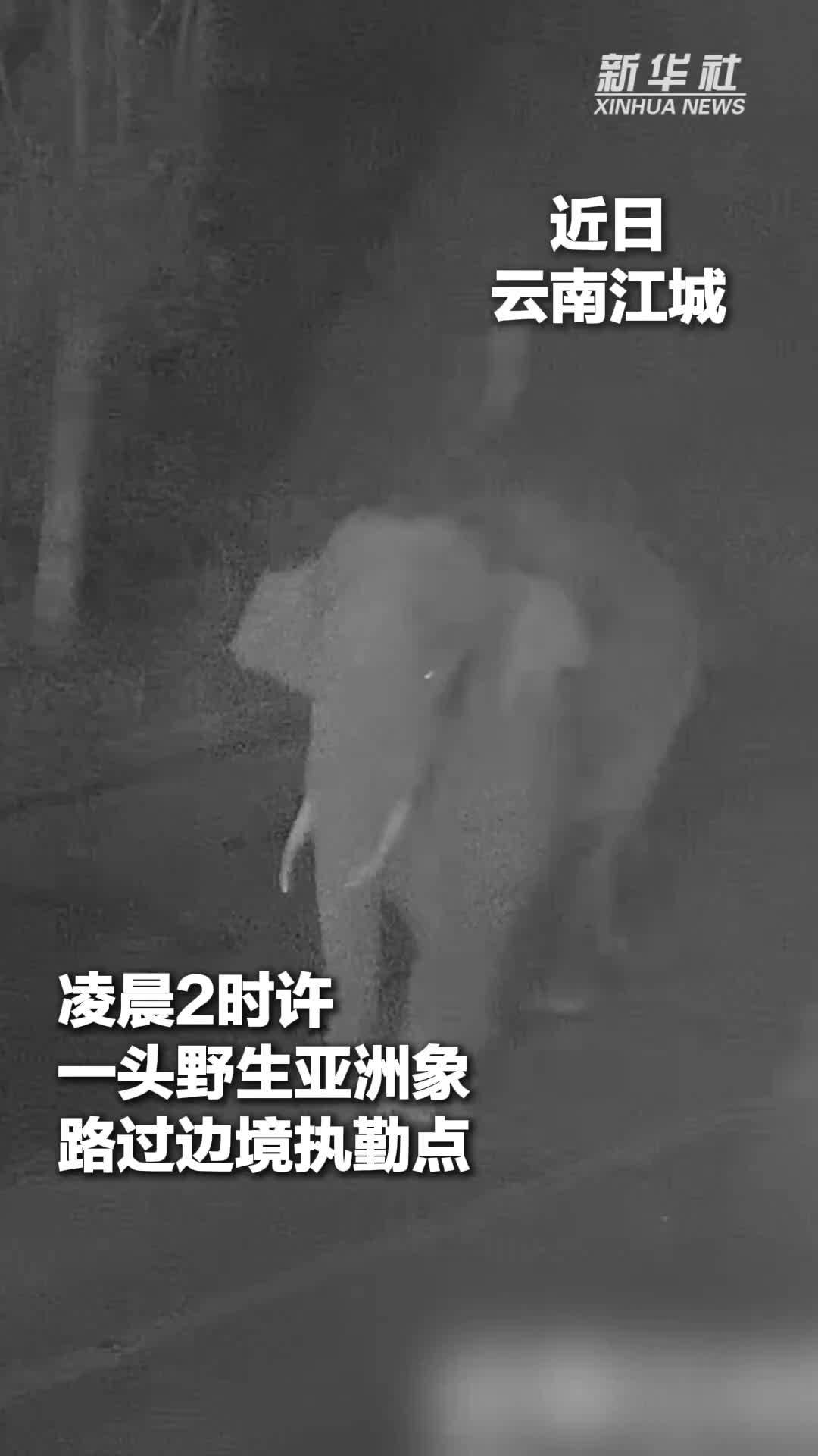 野生亚洲象路过执勤点 温柔“打卡”悄然离开