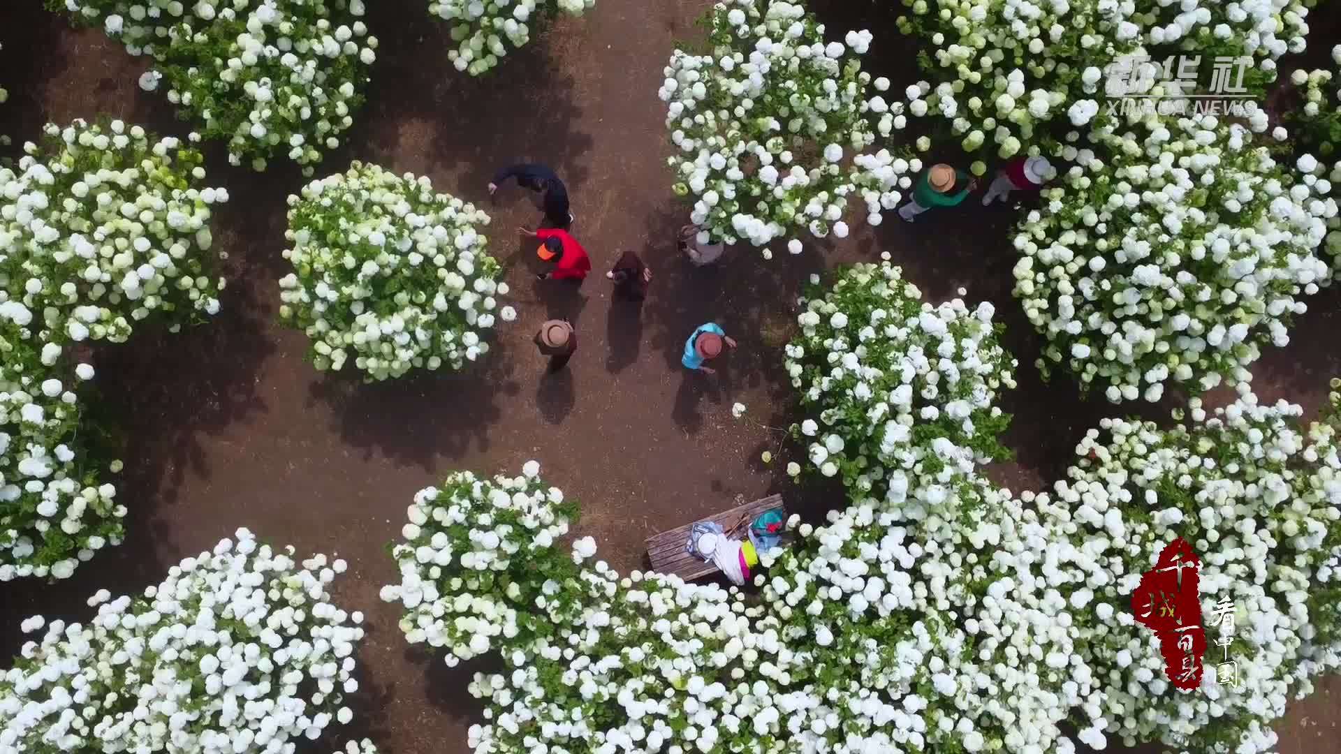千城百县看中国·赏花季｜山东郯城：千亩木绣球盛放
