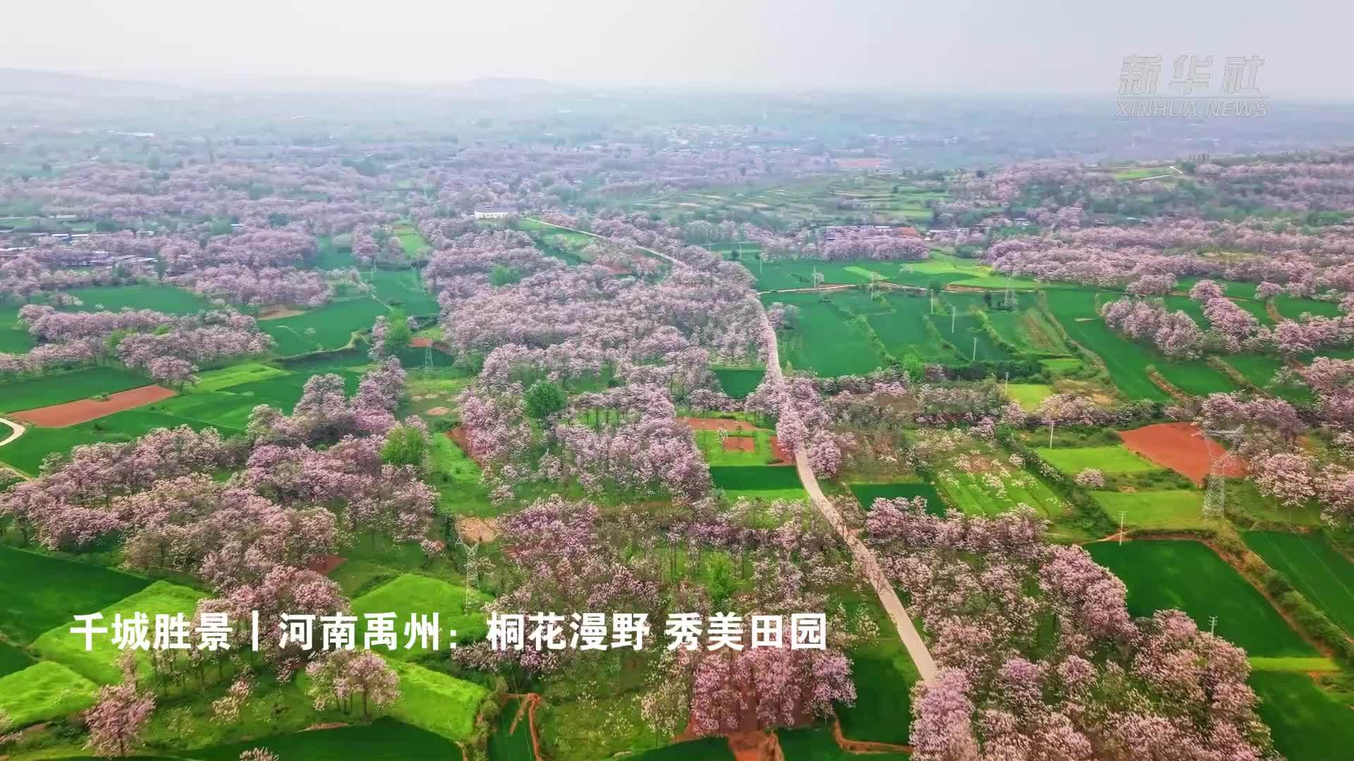 千城胜景｜河南禹州：桐花漫野 秀美田园