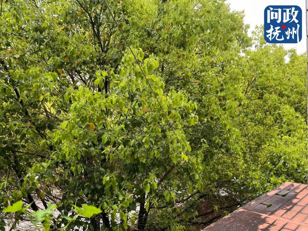 ▲图片由网友提供