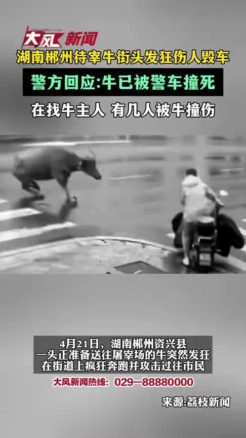 湖南郴州待宰牛街头发狂伤人毁车 警方回应：牛已被警车撞死 在找牛主人 有几人被牛撞伤