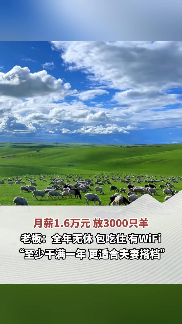 月薪1.6万元 放3000只羊 老板：全年无休 包吃住 有WiFi “至少干满一年 更适合夫妻搭档”