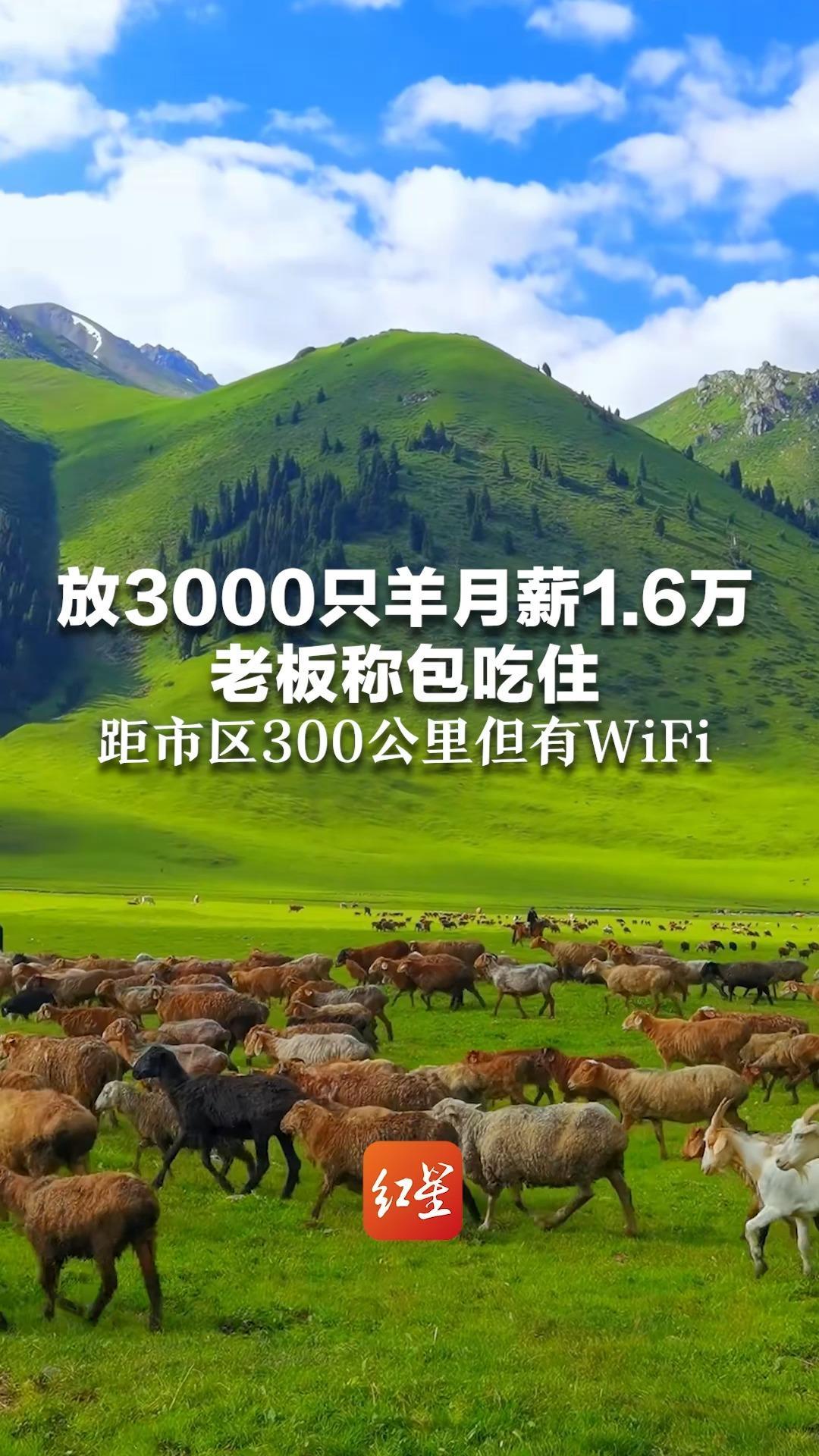 放3000只羊月薪1.6万  老板称包吃住  距市区300公里但有WiFi 不过全年无休，最好夫妻俩一起